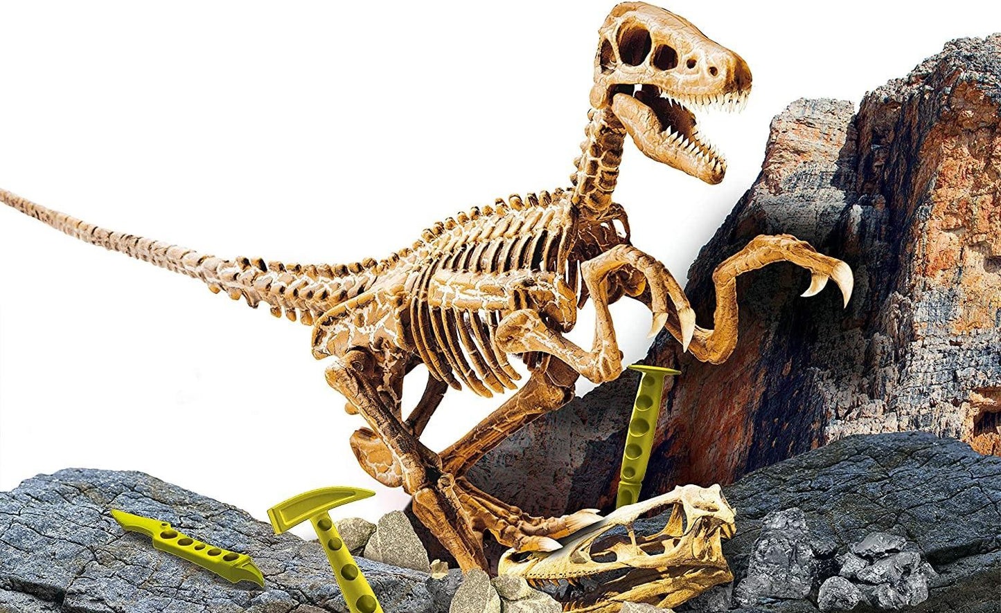 سوبر كيت فيلوسيرابتور مجموعة الحفريات التعليمية